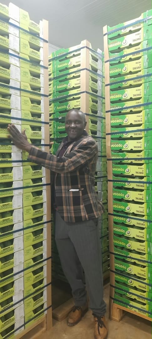 Tanzania Highland Organic Co. Ltd avocado boxes stacked for export