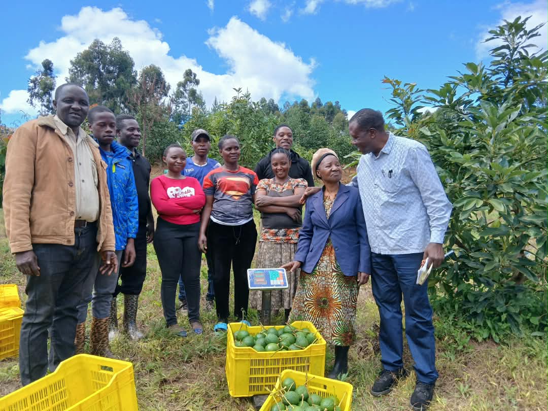 Tanzania Highland Organic Co. Ltd farmers in an avocado orchard