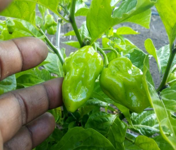Hass avocados growing on the tree at an HOC partner farm