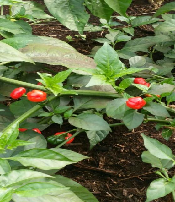 Red chillies ripening in a Tanzania Highland Organic Co. Ltd field